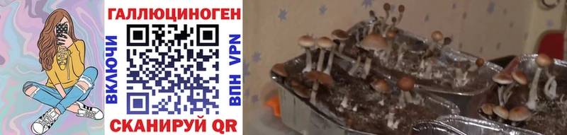 Галлюциногенные грибы Cubensis  где купить   Щучье 